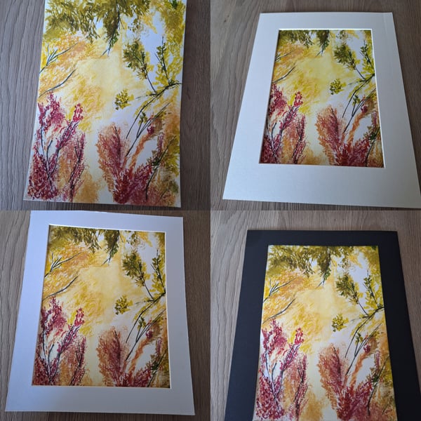 Autumnal woodland colour frenzy 