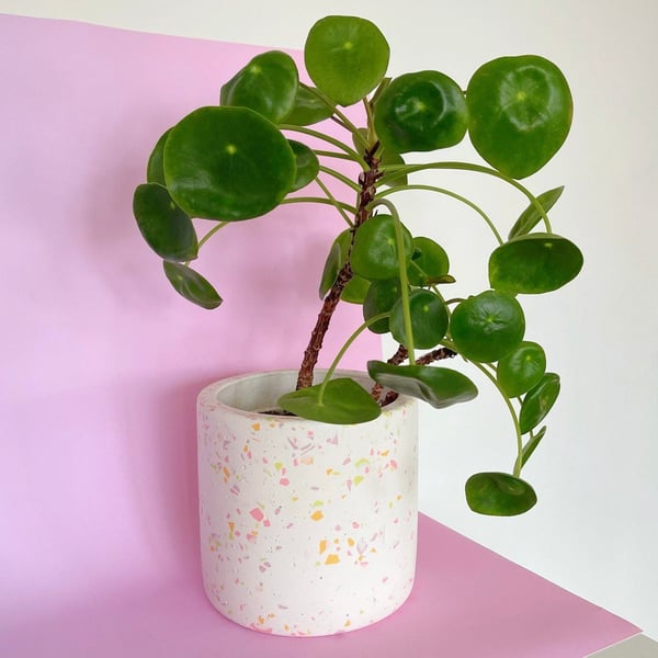 Large Terrazzo Plant Pot - available in 6 designs!