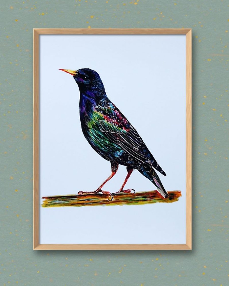 Starling
