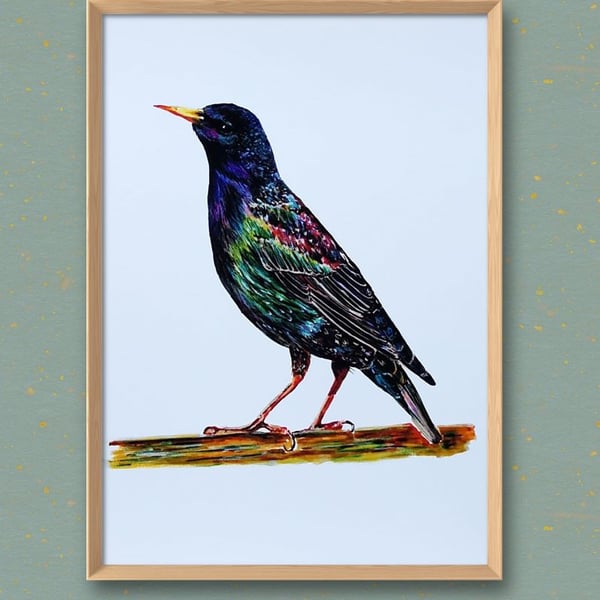 Starling