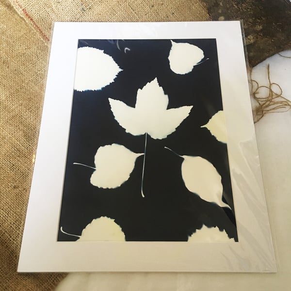 A collection of leaves - Cyanotype Mount