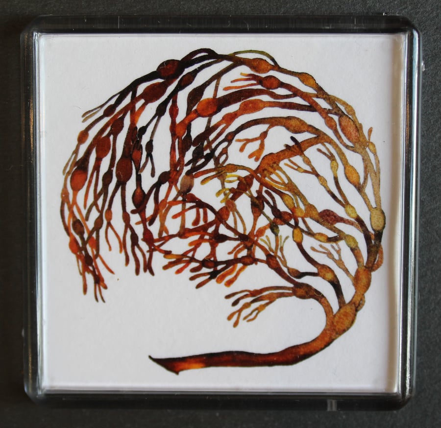 Bladderwrack Magnet