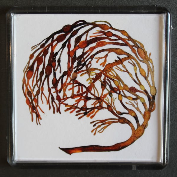 Bladderwrack Magnet