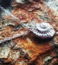 Fossil Necklace. - Image 3
