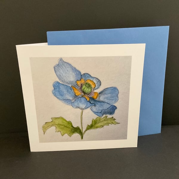 Himalayan Poppy 