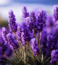 Lavender High Strength Professional Flavouring. - Image 1