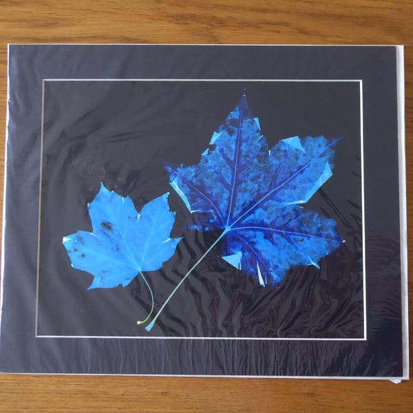 Leaves Print from Original Photogram - Black mount to fit 10x12 inch frame 