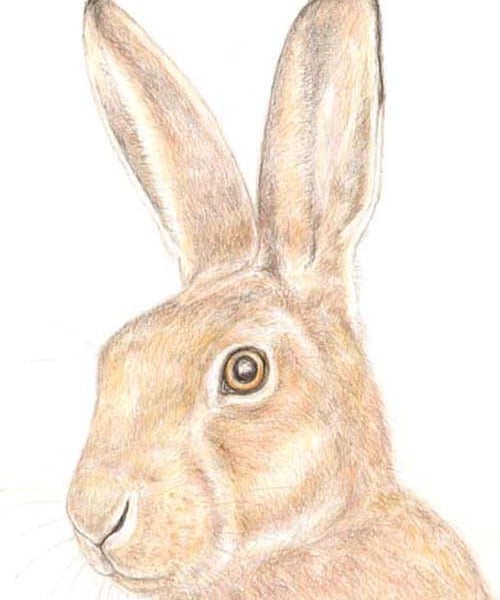 Hare - Birthday Card