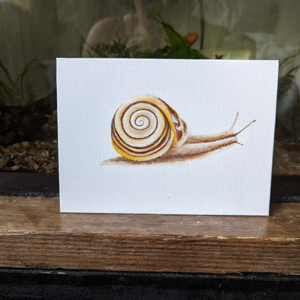 Brown-Lipped Snail Painting 