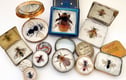 FIFTY BEES 5 - bees 201 to 250 - 2022 at ACEarts in Somerton 