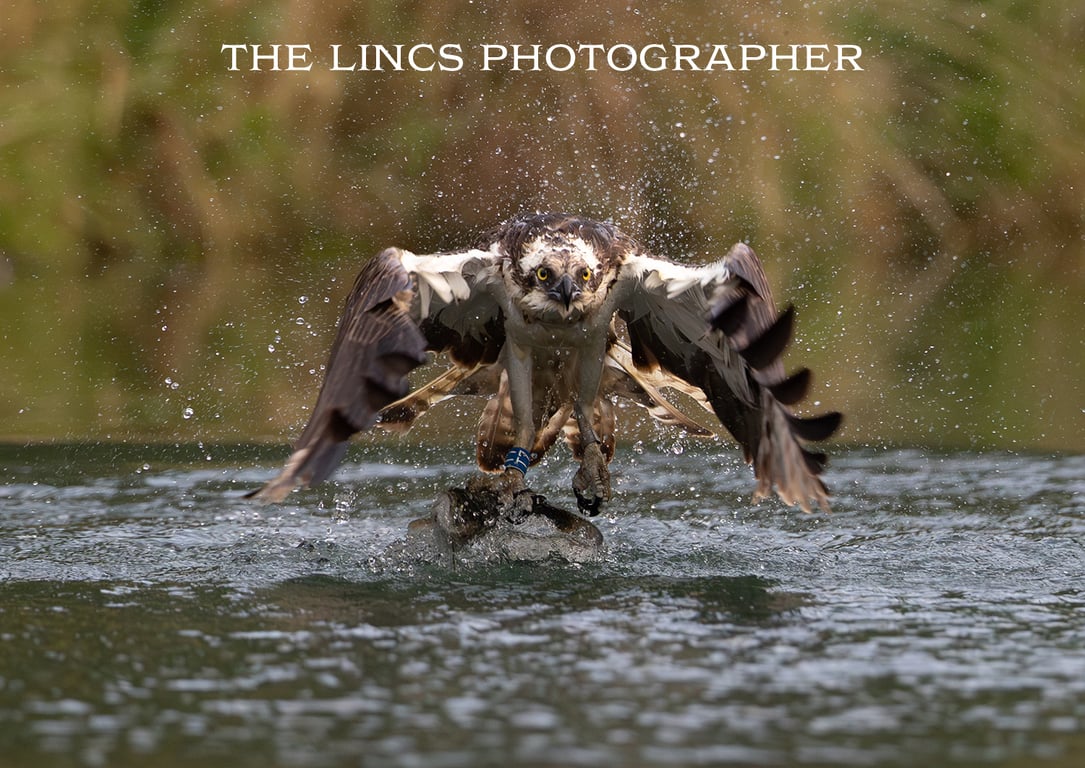 Osprey with trout print (Limited edition of 10)