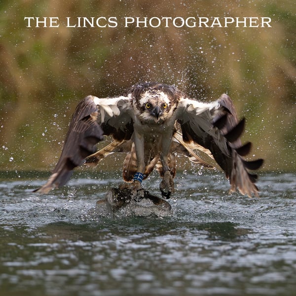 Osprey with trout print (Limited edition of 10)
