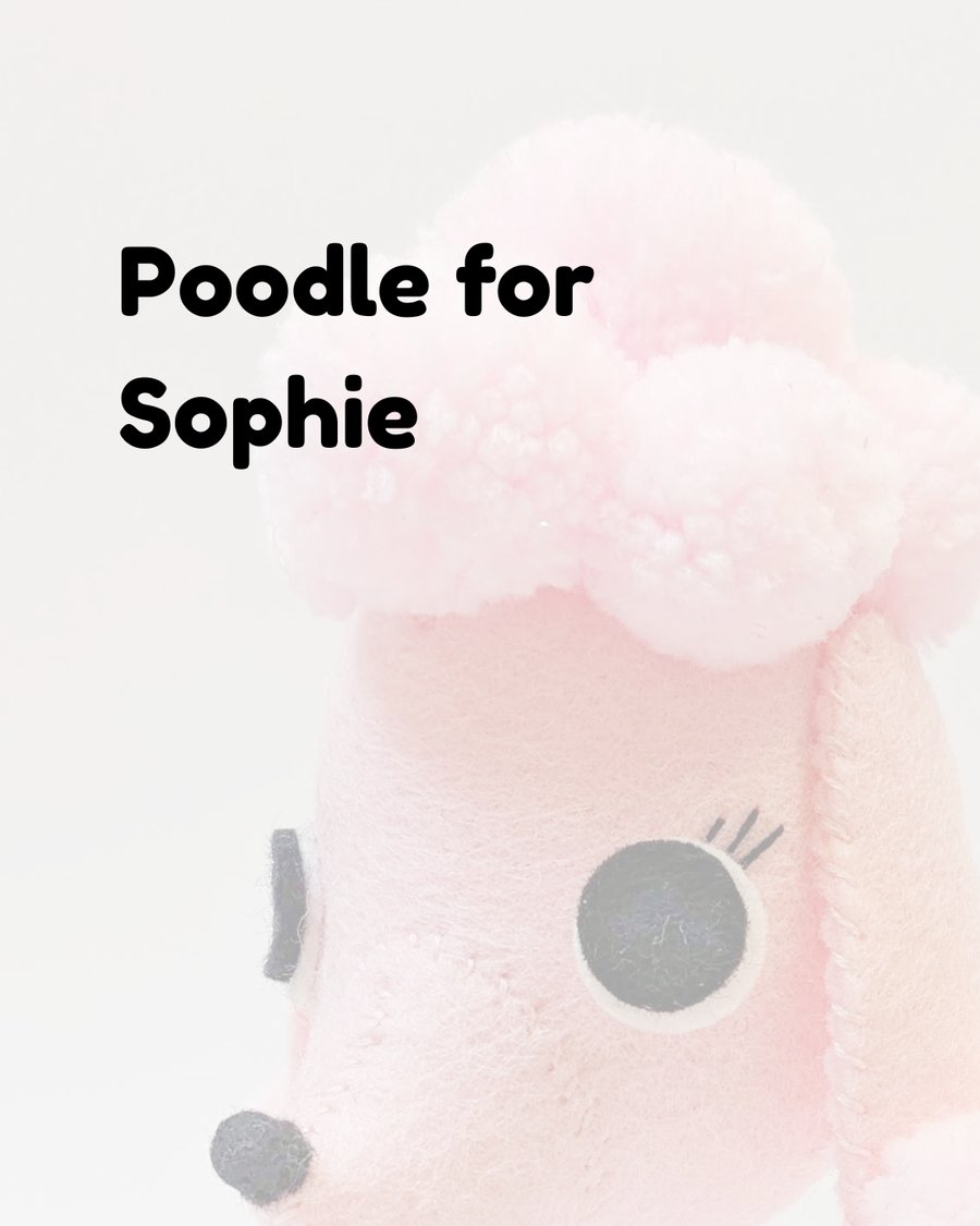 Poodle for Sophie