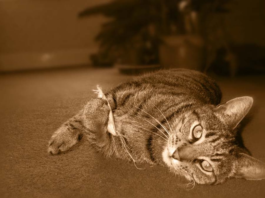 Mr Greebo's Catnip Mice