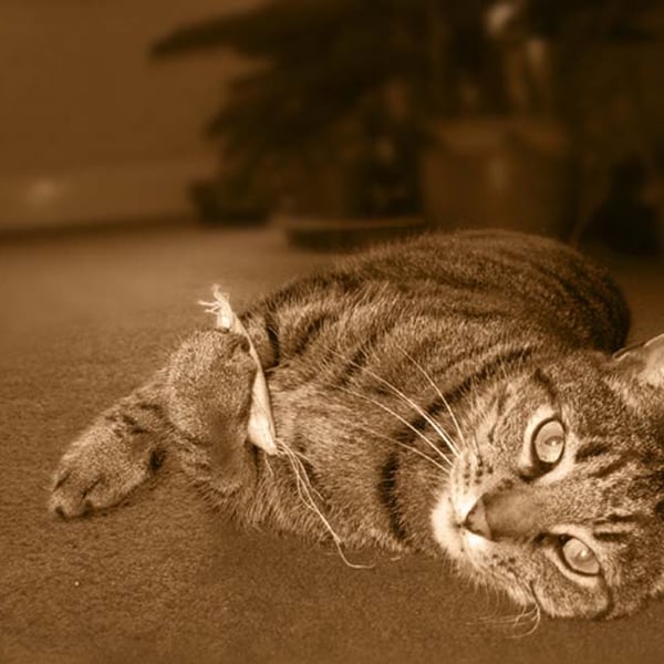 Mr Greebo's Catnip Mice