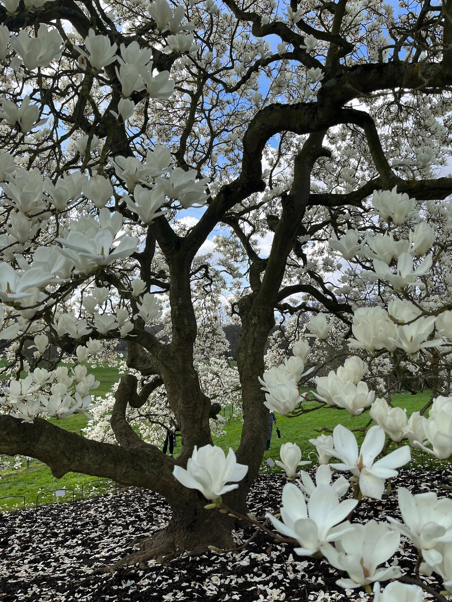 The White Magnolia 
