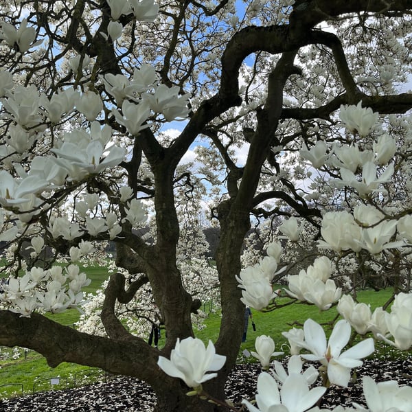 The White Magnolia 
