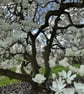 The White Magnolia 