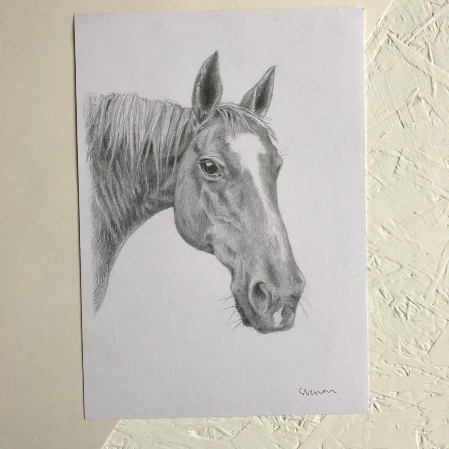 Pencil study of a horse