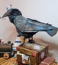 The Crafty Corvid - Image 5
