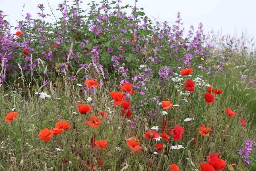 Nature Greeting Cards -  Roadside Wild Flowers