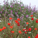 Nature Greeting Cards -  Roadside Wild Flowers