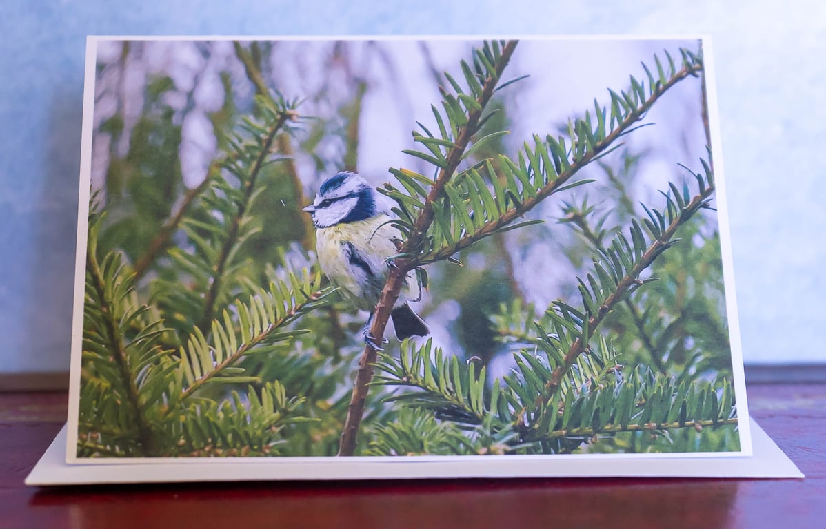 Blue Tit in Yew Tree A6 Blank Card