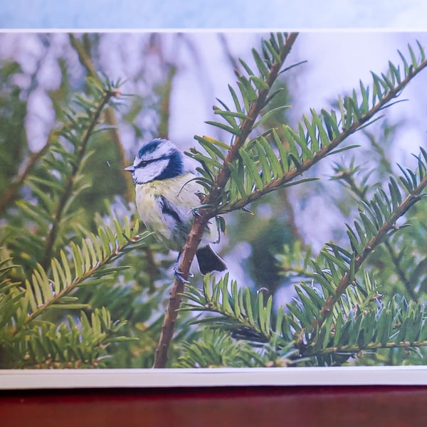 Blue Tit in Yew Tree A6 Blank Card