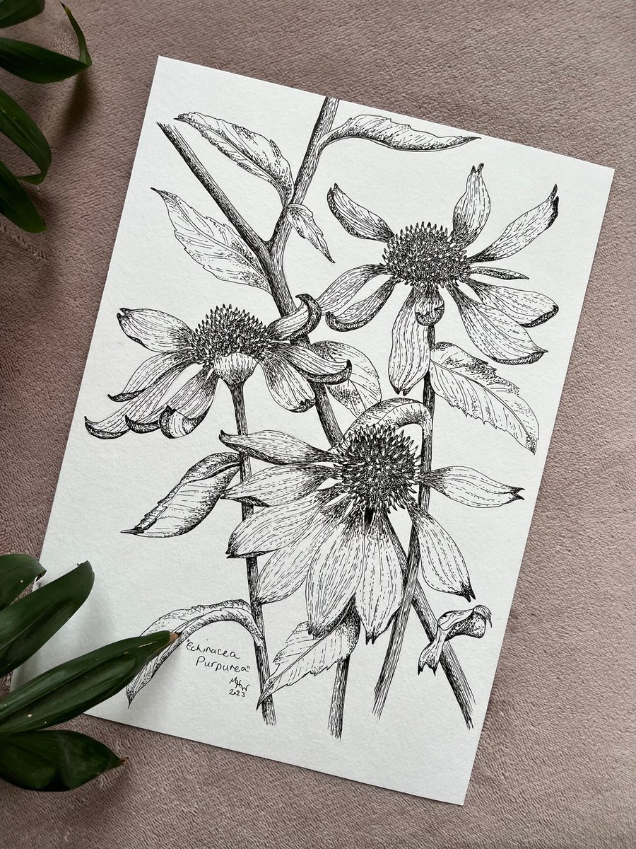 Title: "Echinacea Purpurea" - botanical drawing, hand-drawn original size A4