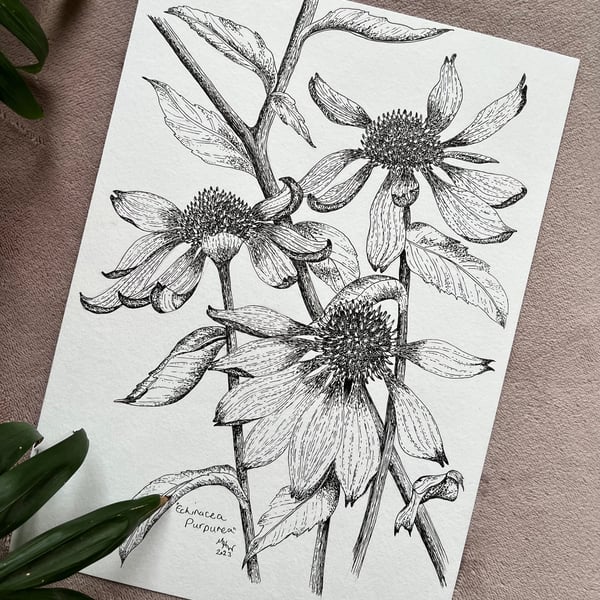 Title: "Echinacea Purpurea" - botanical drawing, hand-drawn original size A4