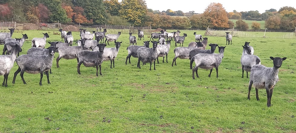 Felsted Fleece