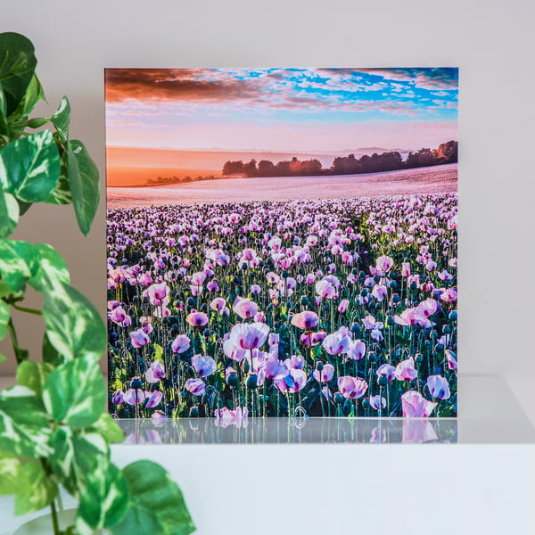 Opium Poppy Field Blank Greetings Card poppies sunrise summer landscape UK