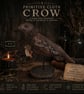 Primitive Hearthkeeper crow-  7 inches tall