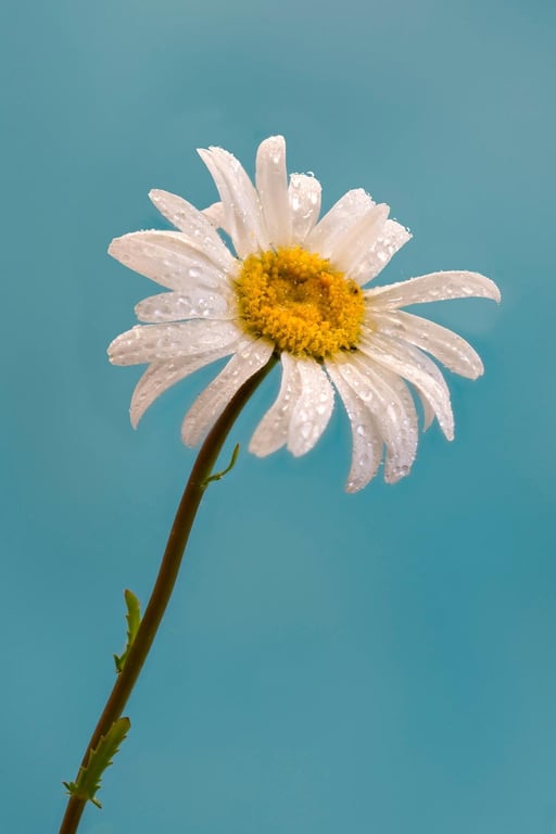 Moon Penny daisy print