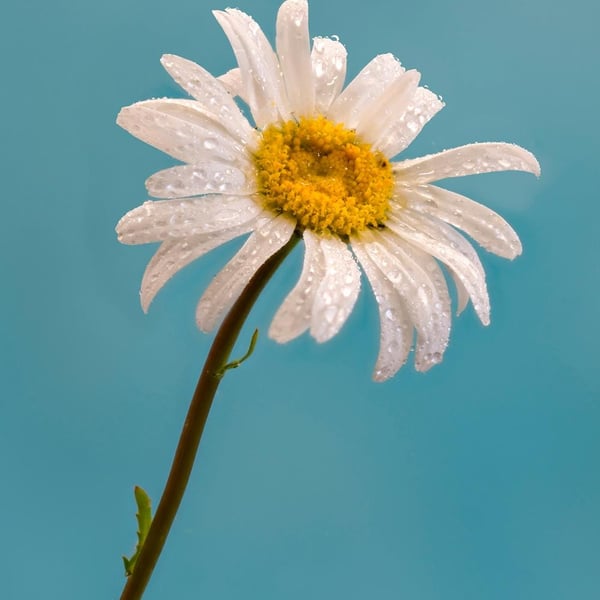 Moon Penny daisy print