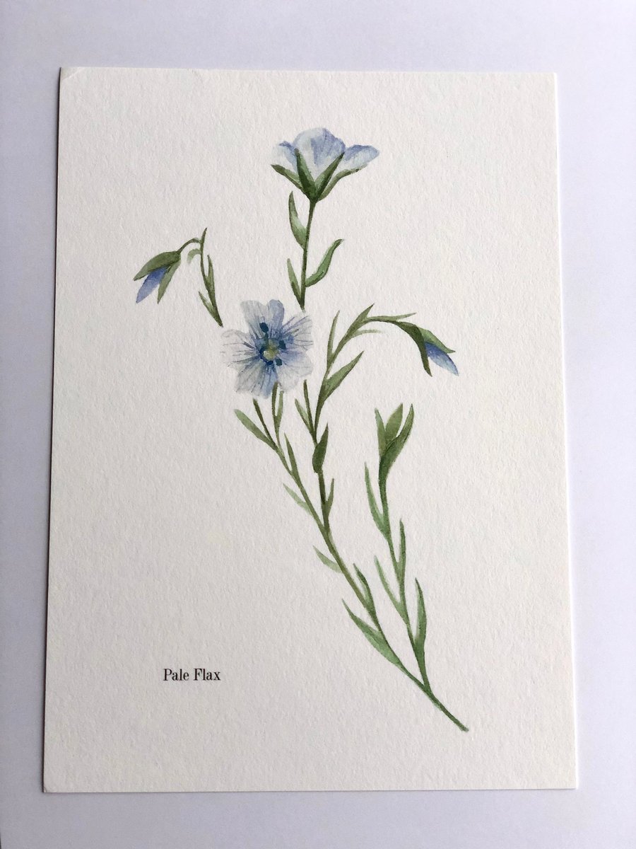 Pale flax a4 watercolour Giclee print 