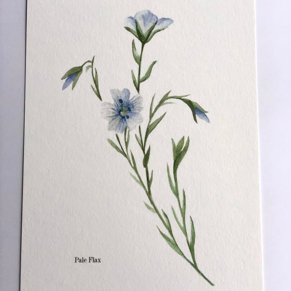 Pale flax a4 watercolour Giclee print 
