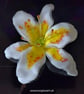 Handmade Fused Glass Matte White and Yellow Stargazer Lily with Wall-mount - Image 1