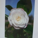 Photographic greetings card of a white Camelia flower