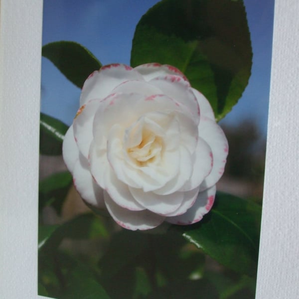 Photographic greetings card of a white Camelia flower