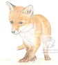 Fox Cub - Blank Card - Image 1