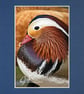 CJ050 - Mandarin Duck - Image 2