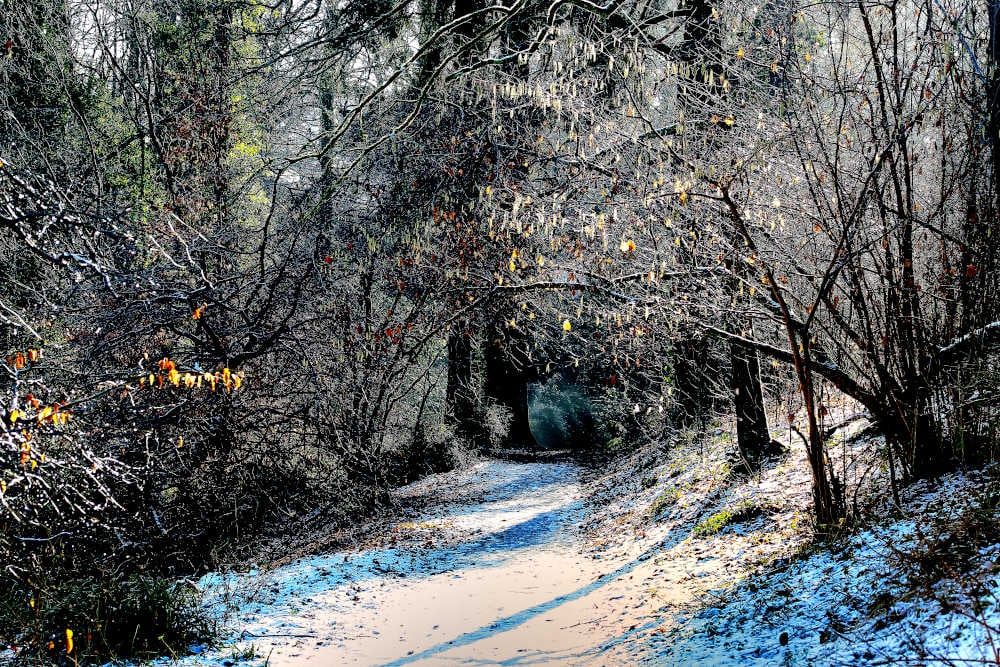 Print A Wintry Day in Ninesprings Yeovil, Somerset Picture