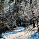Ninesprings Park Winter Woodland Print - Snow Scene Yeovil Somerset Wall Art