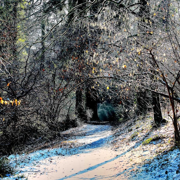 Print A Wintry Day in Ninesprings Yeovil, Somerset Picture