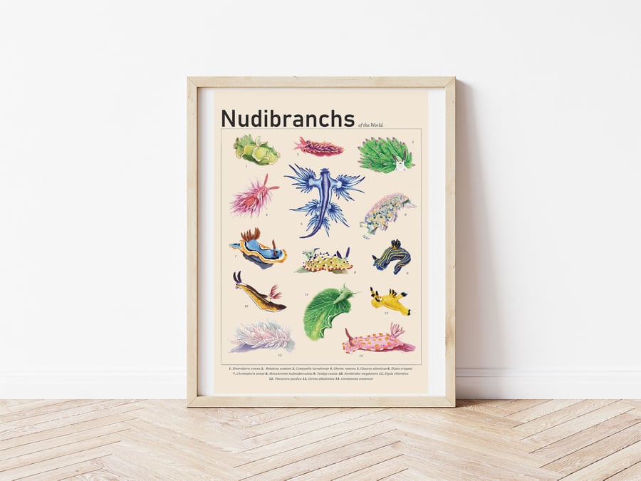 Nudibranch & Sea Slugs of the World