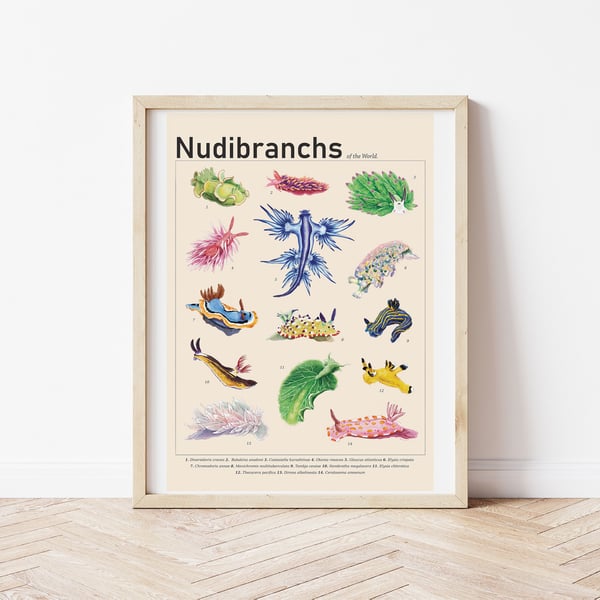 Nudibranch & Sea Slugs of the World