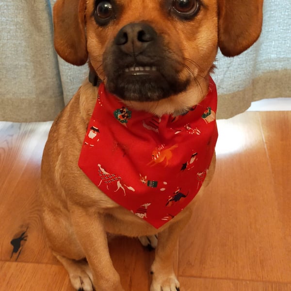 Christmas dog bandana,  dogs in Christmas jumpers, Merry Woofmas! from 4.00
