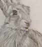 Hare - Image 2