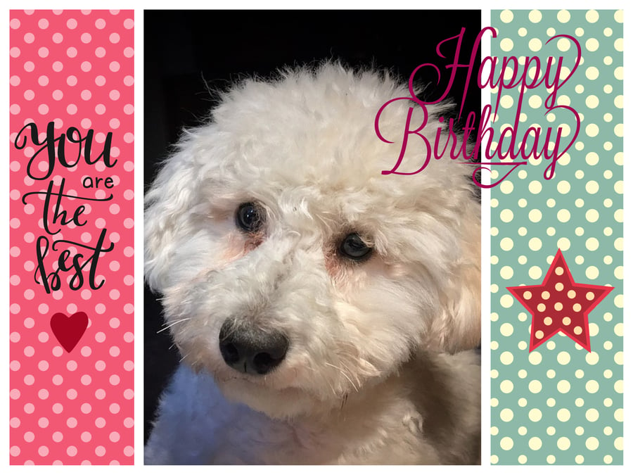 Happy Birthday You Are The Best Poodle Card A5